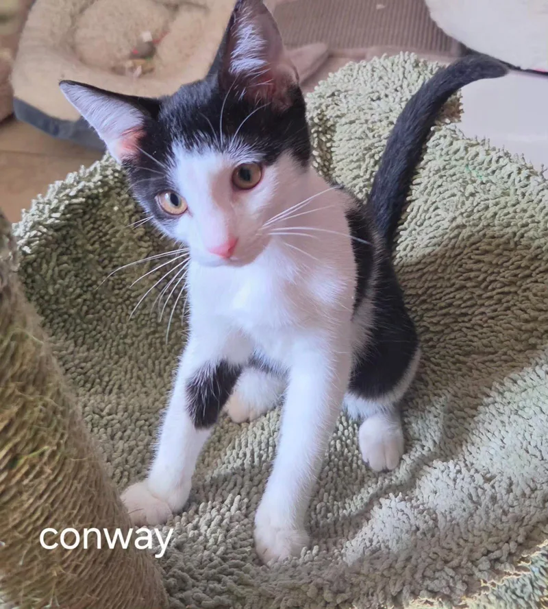 Conway thumbnail 2