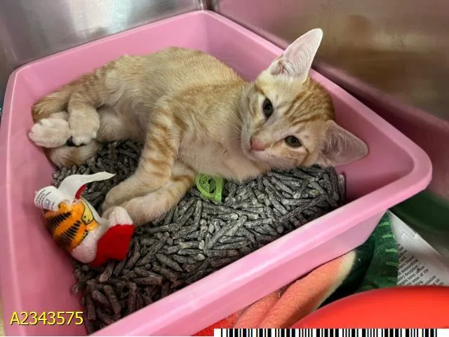 A baby small-sized male Domestic Short Hair cat named Milo for adoption in West Palm Beach, FL