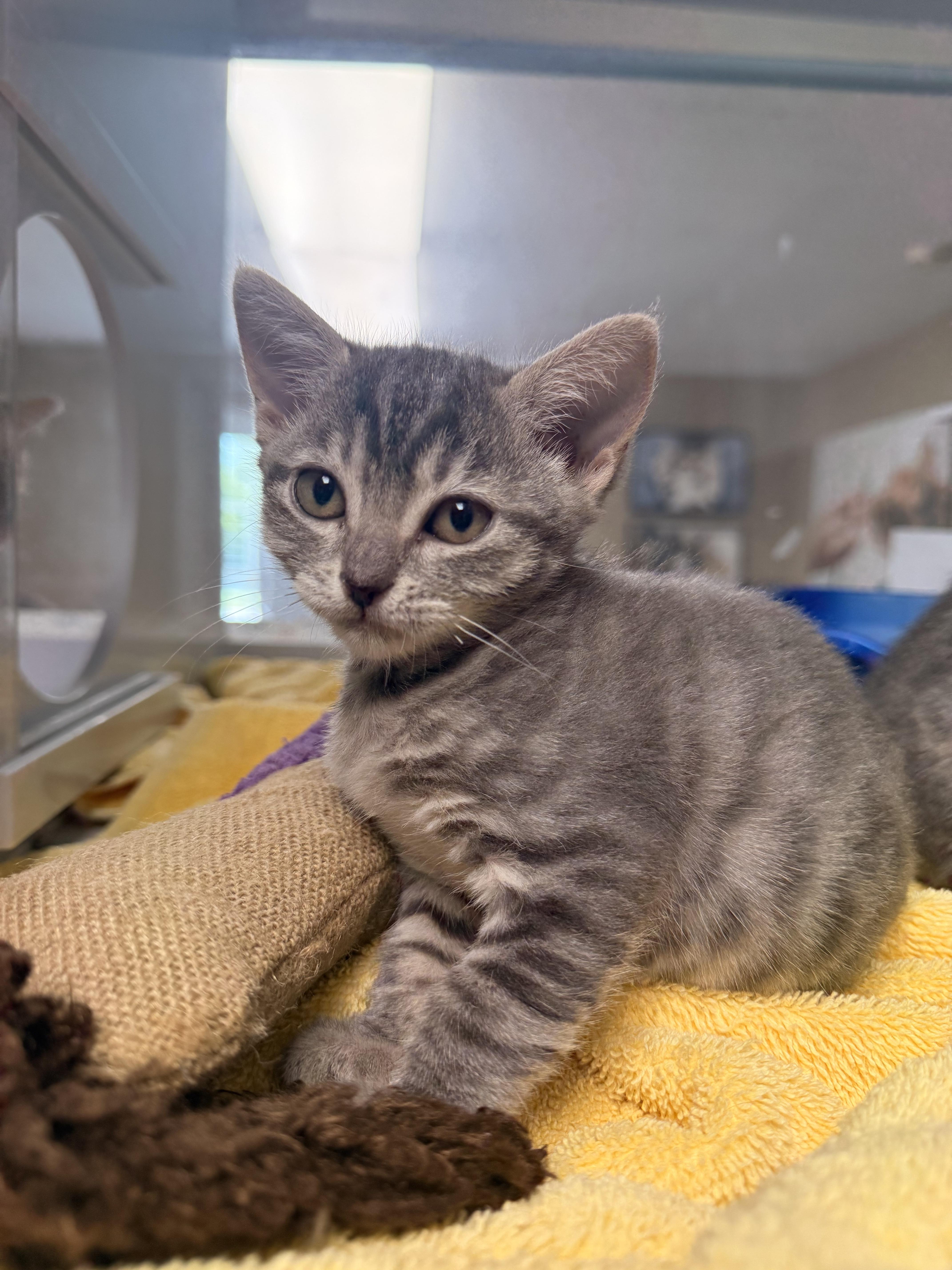A young small-sized female Tabby (Gray / Blue / Silver) Domestic Short Hair cat named Sesame for adoption in Austin, TX