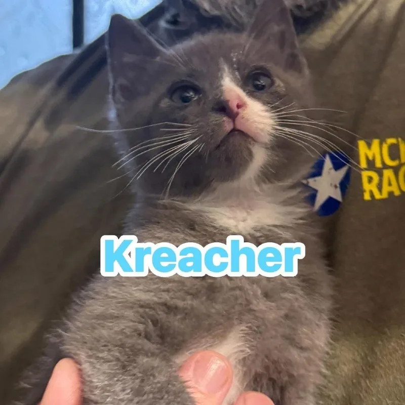A baby small-sized male Gray / Blue / Silver Domestic Short Hair cat named Creature for adoption in Huntington, WV