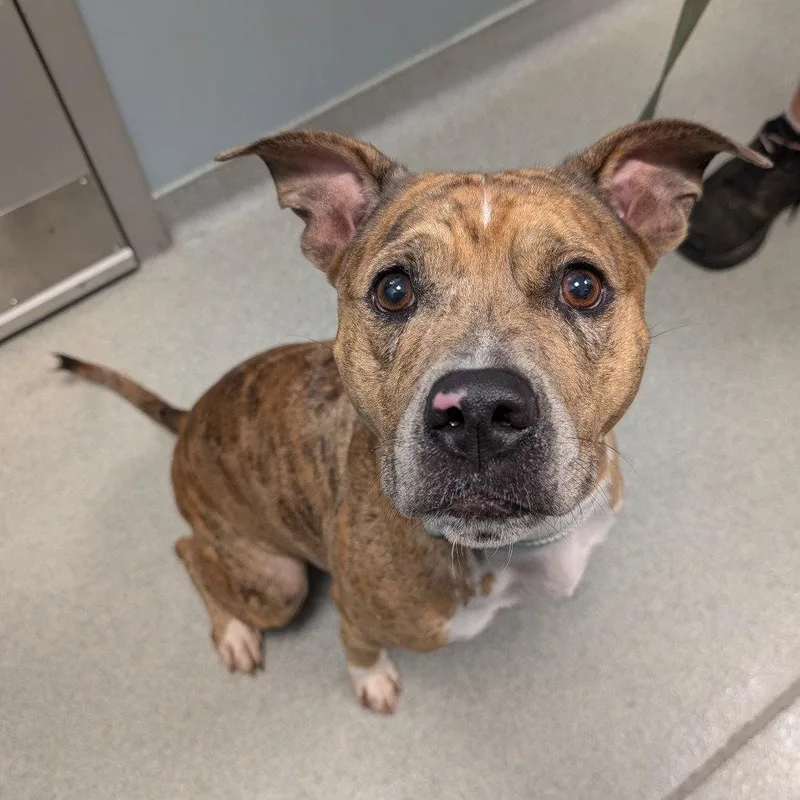 An adult medium-sized female Black Mouth Cur dog named Snickers for adoption in New Castle, DE