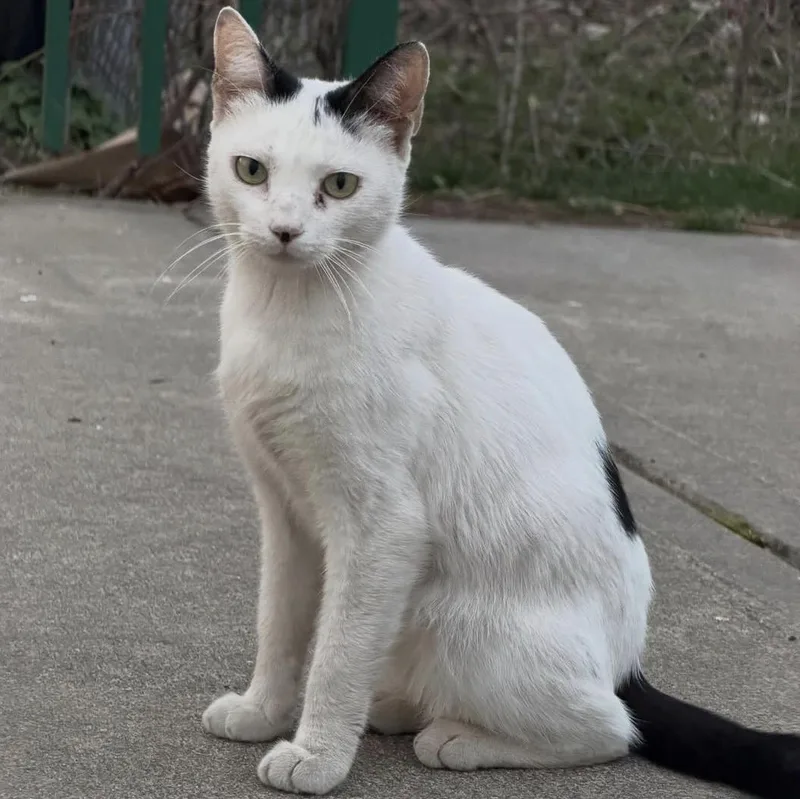 Snowbelle thumbnail 2