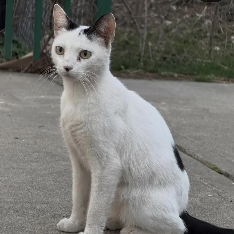 Snowbelle thumbnail 3