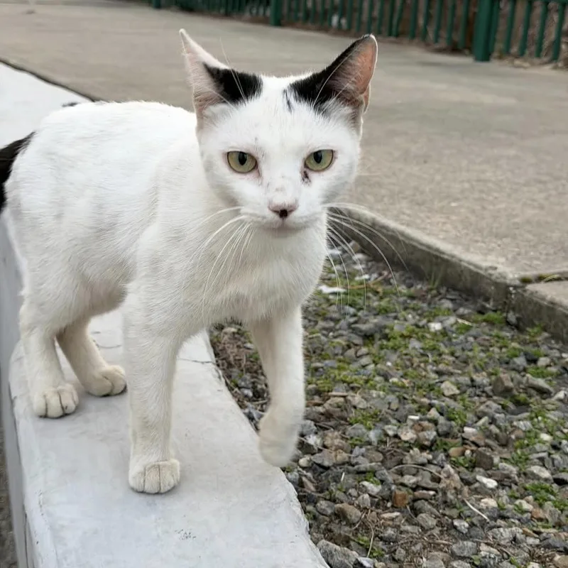 A young medium-sized female Black & White / Tuxedo Tuxedo cat named Snowbelle for adoption in Bayonne, NJ