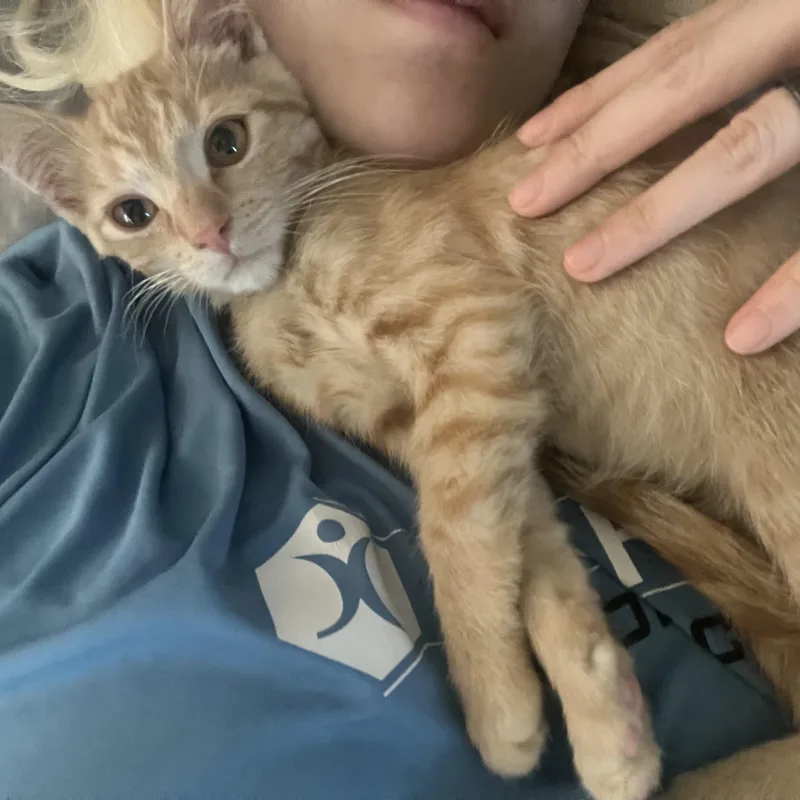 A baby medium-sized male Tabby (Orange / Red) Domestic Short Hair cat named Gazebo for adoption in Santa Ana, CA