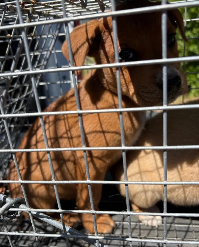 A young small-sized male Mixed Breed dog named Simpson for adoption in Effingham, SC