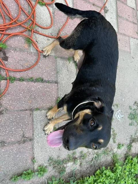 An adult medium-sized female Hound dog named Lil Bit for adoption in Riverdale, NJ