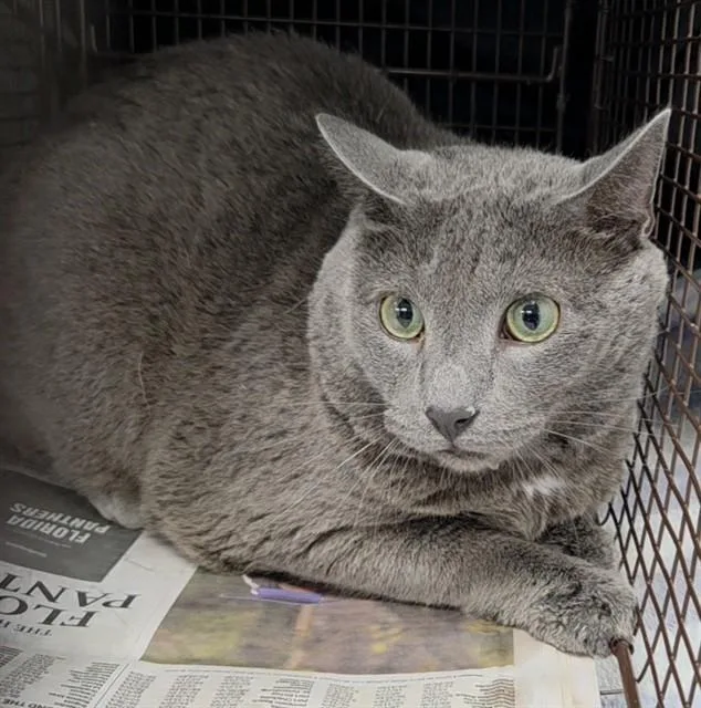 An adult medium-sized male Domestic Short Hair cat named Mac Gyver for adoption in Fort Lauderdale, FL