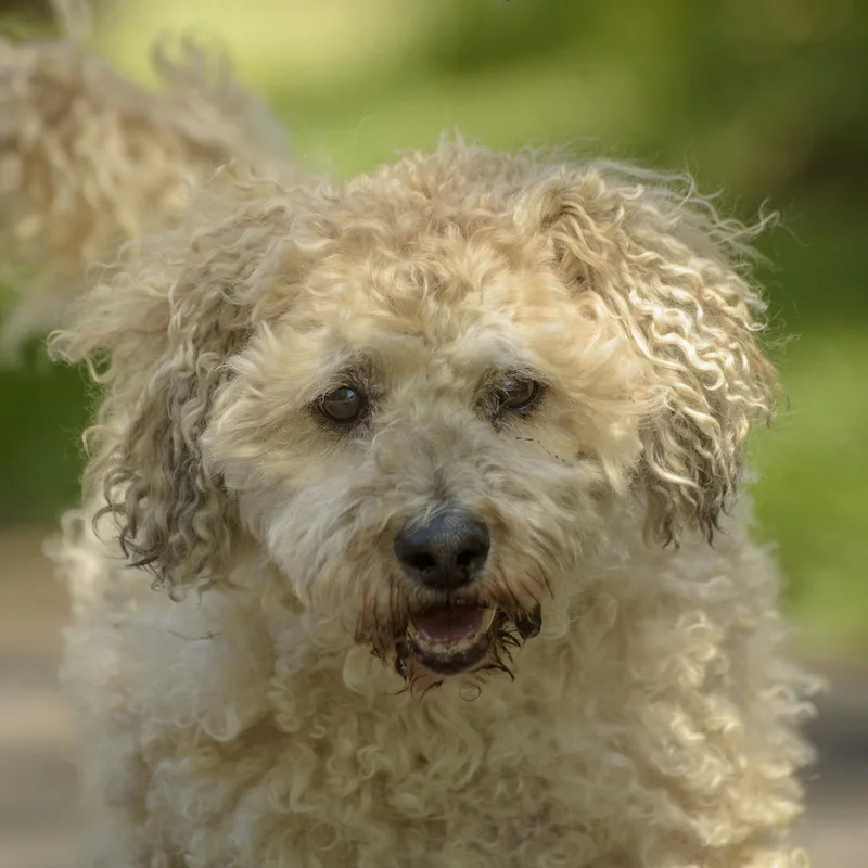 An adult small-sized male Brown / Chocolate Havanese dog named Seymour And Pepper for adoption in Lambertville, NJ