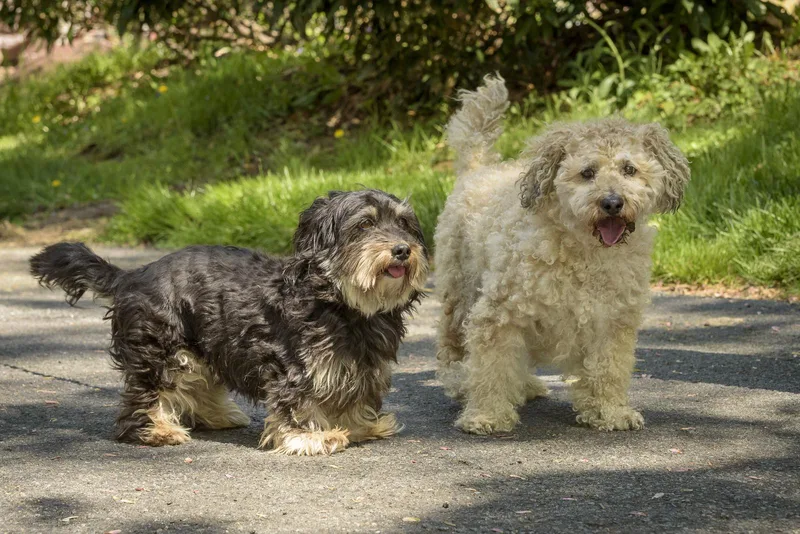 Seymour And Pepper thumbnail 3