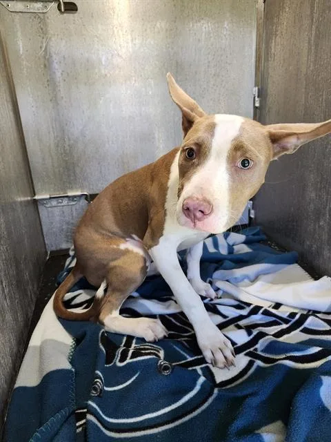 A young medium-sized female American Bulldog dog named Mia for adoption in San Antonio, TX