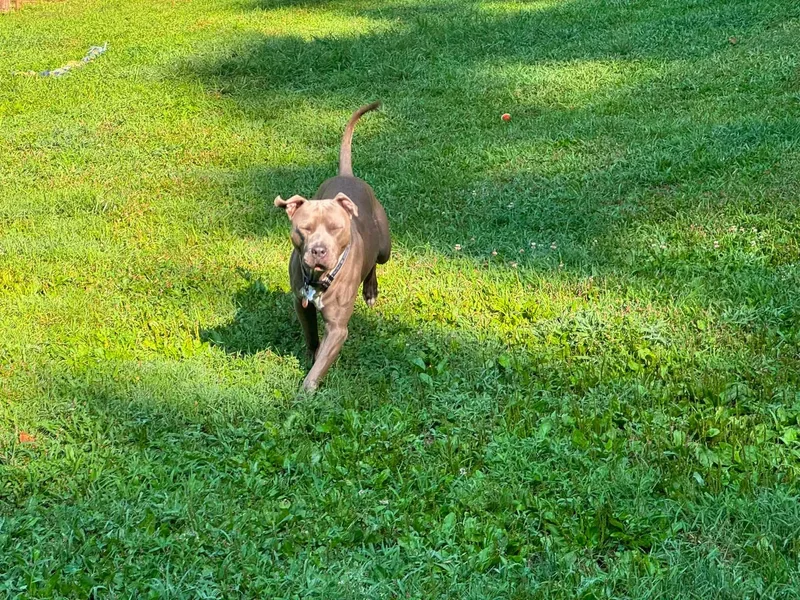 Rosco