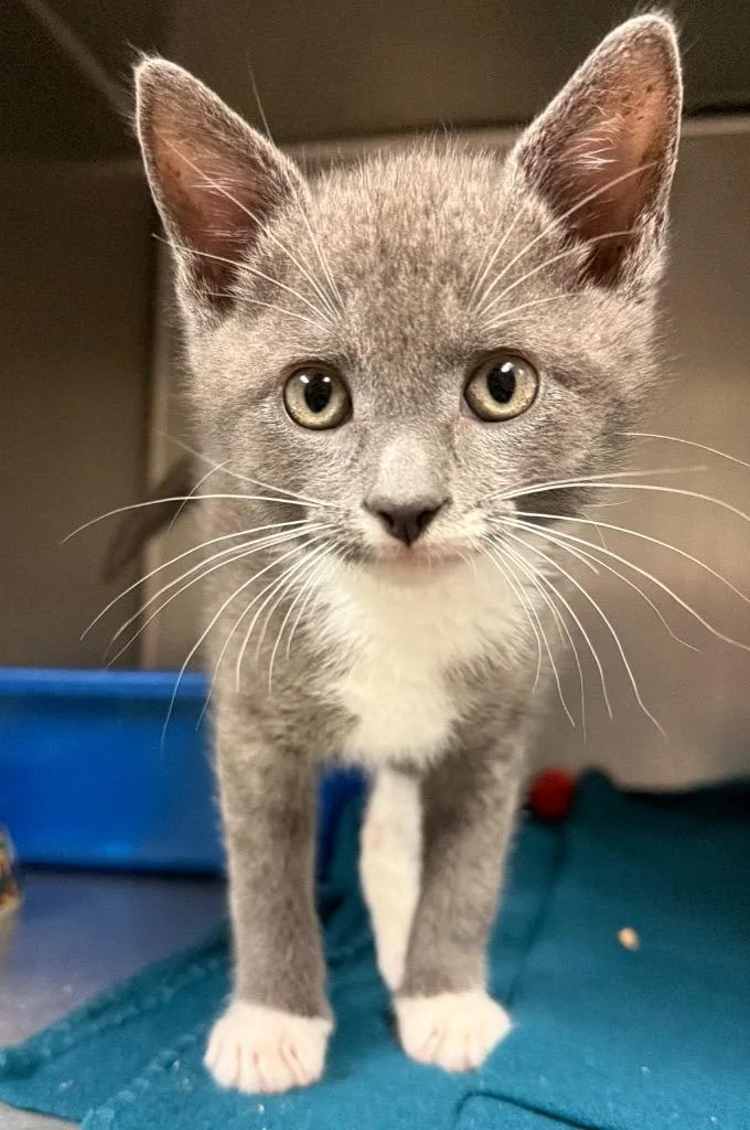 A baby small-sized male Domestic Short Hair cat named Pursestring for adoption in Ocala, FL