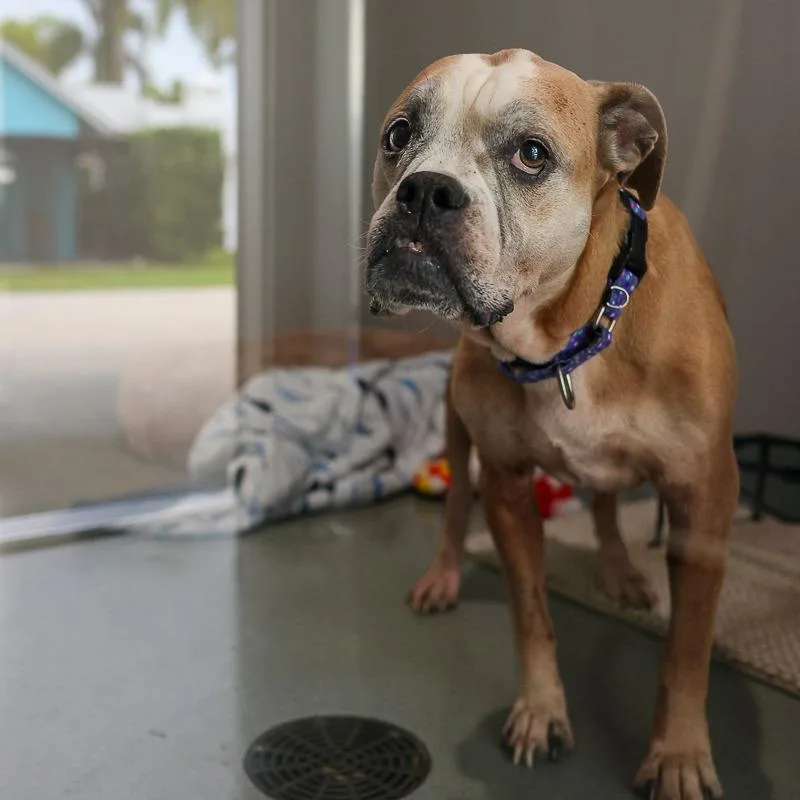 An adult medium-sized female Brown / Chocolate Boxer dog named Faye for adoption in Bradenton, FL