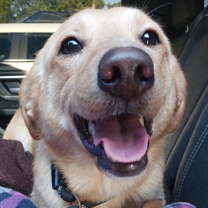 A young medium-sized female Yellow Labrador Retriever dog named Marshmallow for adoption in Saint Marys, WV