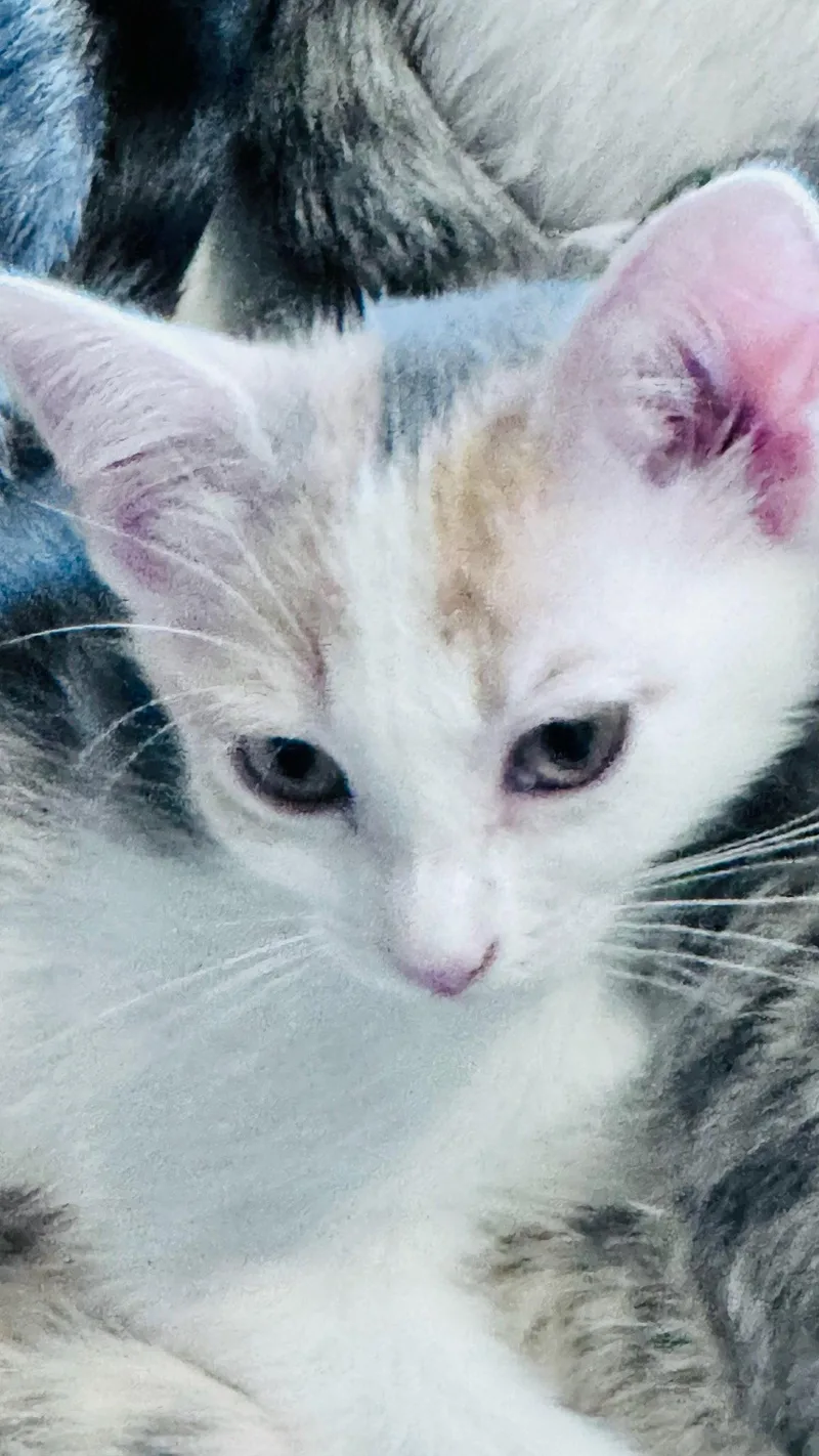 A baby medium-sized female Domestic Short Hair cat named Carly for adoption in Frisco, TX