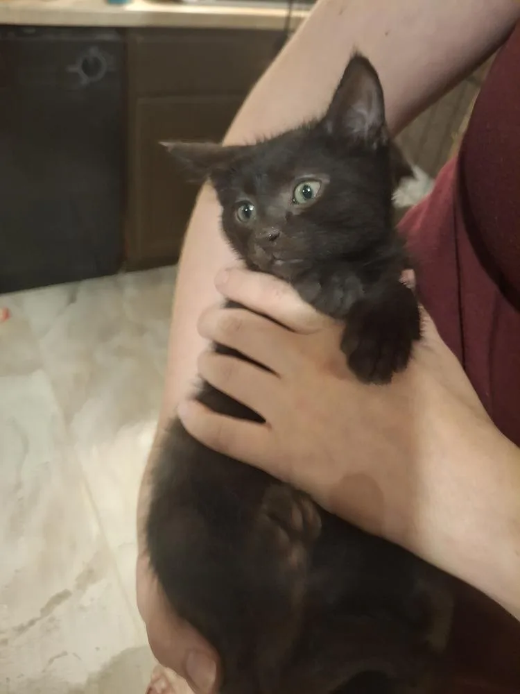 A baby small-sized male Black Domestic Short Hair cat named FIFA Beltz for adoption in Peoria, IL