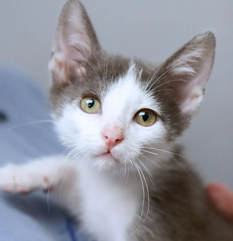 A baby medium-sized male Gray / Blue / Silver Domestic Short Hair cat named Ziggy for adoption in Kansas City, KS