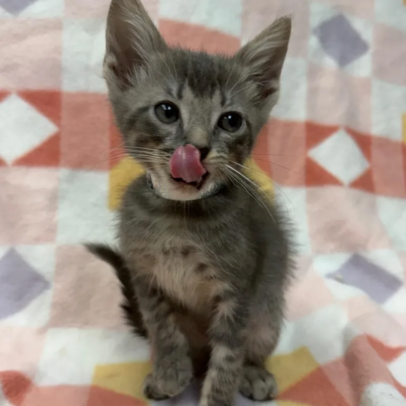 A baby small-sized male Gray / Blue / Silver Domestic Short Hair cat named Billy Ray for adoption in West Point, MS