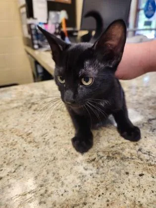 A baby small-sized female Domestic Short Hair cat named KMart for adoption in Independence, MO