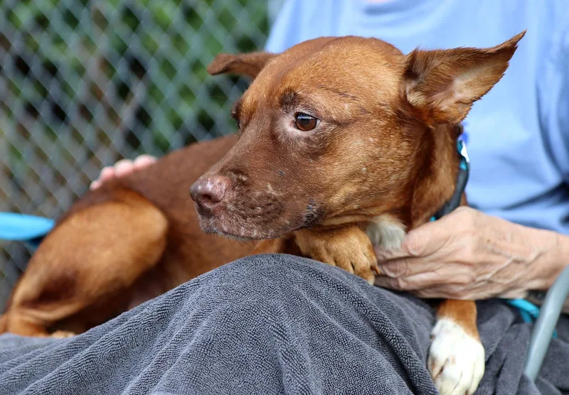 A young medium-sized female Brown / Chocolate Terrier dog named Petunia for adoption in Kansas City, KS