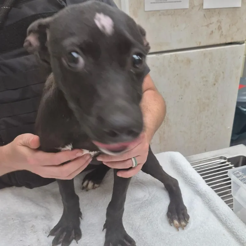 A baby medium-sized female Black Mixed Breed dog named StraySouthAndrewDrivePuppy for adoption in Columbus, GA