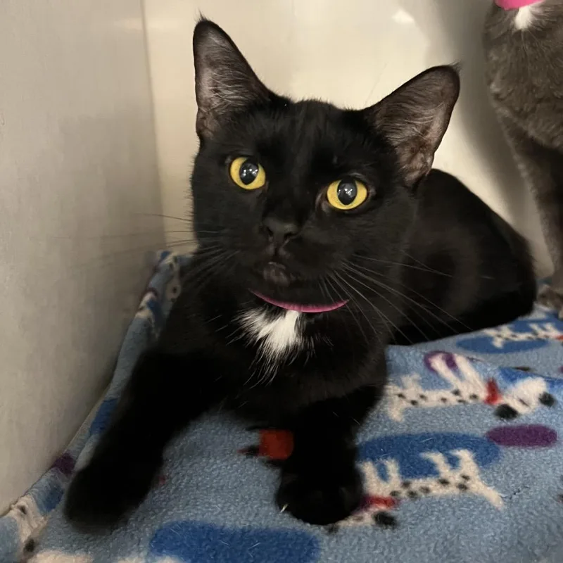 An adult medium-sized female Black Domestic Short Hair cat named Dandelion for adoption in Fairport, NY