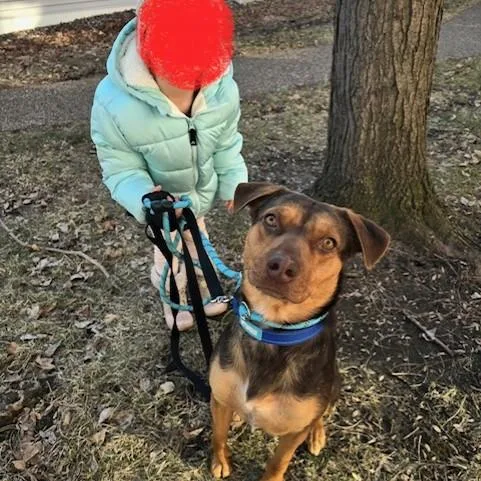 An adult medium-sized male Brown / Chocolate Australian Shepherd dog named Callahan D for adoption in Minnetonka, MN