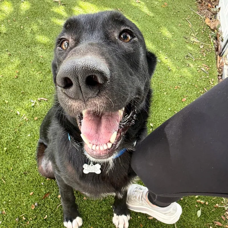 A young medium-sized male Labrador Retriever dog named Marek for adoption in Saint Petersburg, FL