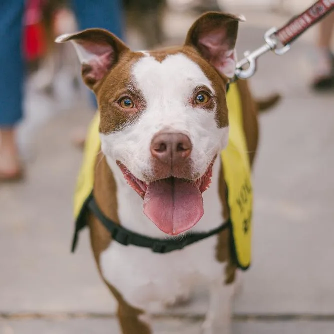 An adult medium-sized female Brown / Chocolate American Staffordshire Terrier dog named Kiki for adoption in Bostic, NC