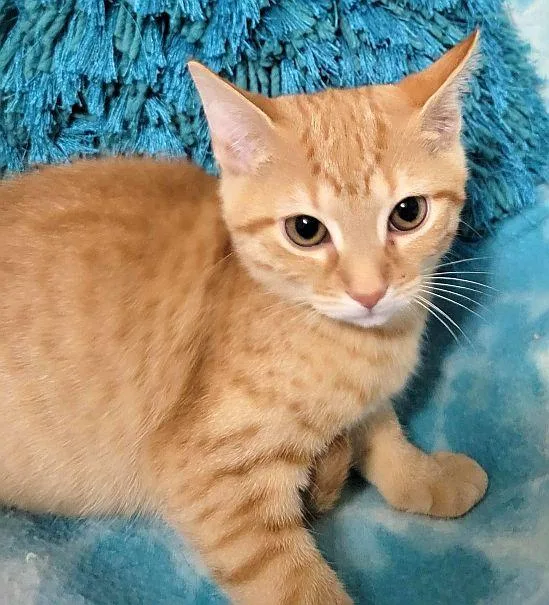 A baby medium-sized female Domestic Short Hair cat named Starlite for adoption in Powder Springs, GA