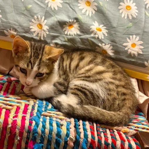 A baby medium-sized male Tabby (Buff / Tan / Fawn) Domestic Short Hair cat named Theo for adoption in Lemoyne, PA