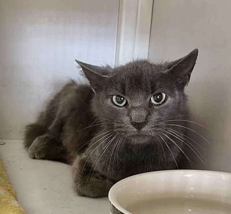 An adult medium-sized female Gray / Blue / Silver Domestic Short Hair cat named Pizza Hut for adoption in Seville, OH