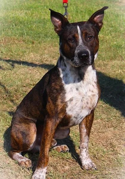 An adult medium-sized male Cattle Dog dog named Buster Brown for adoption in Conway, AR