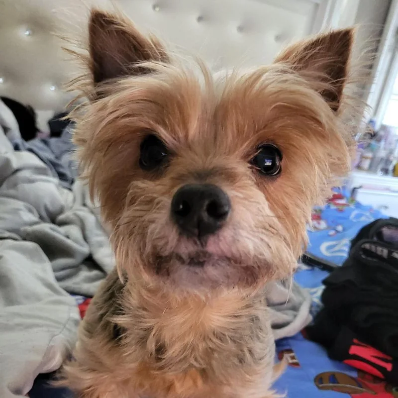A senior small-sized female Mixed Breed dog named Yumi for adoption in Mentor, OH