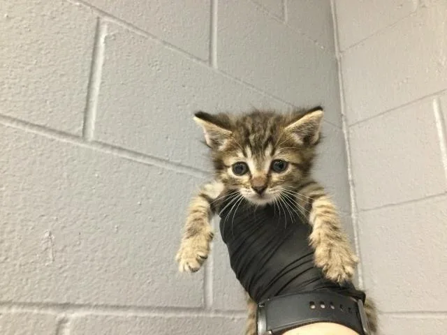 A baby small-sized male Domestic Short Hair cat named Mackerel for adoption in Thousand Palms, CA