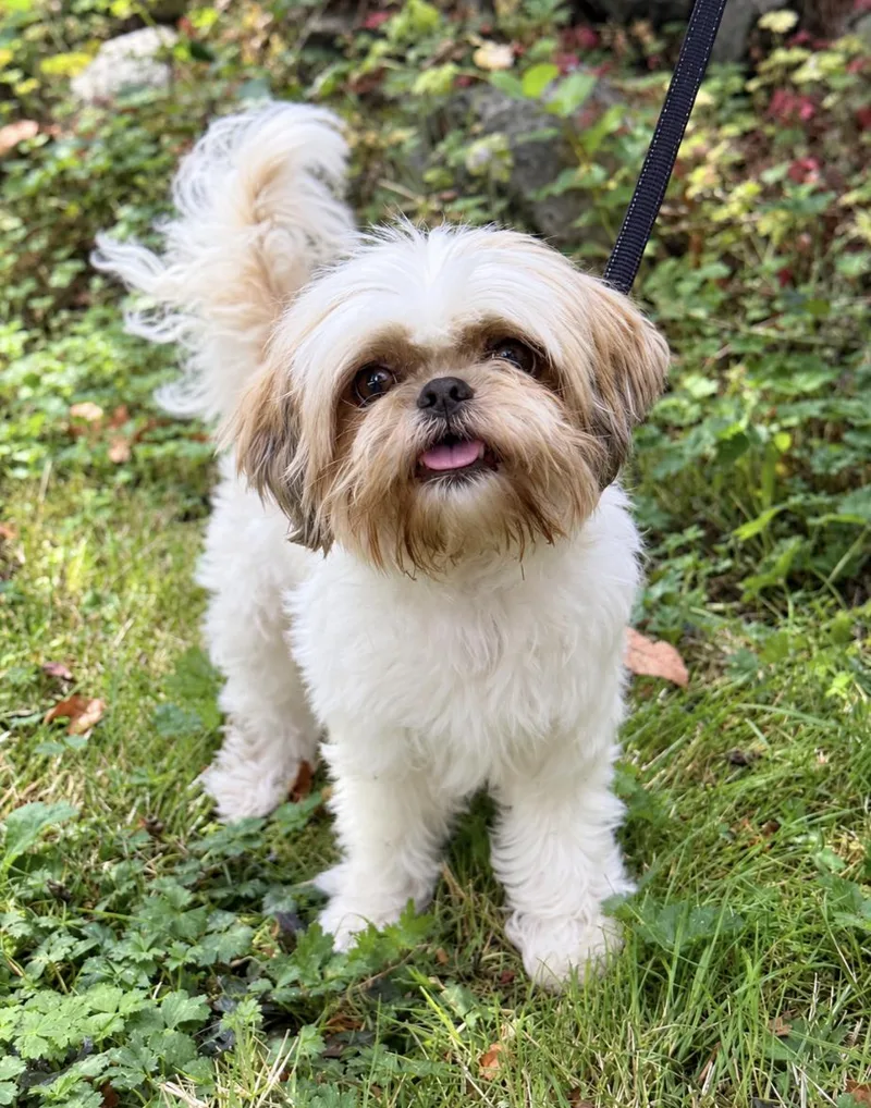 An adult small-sized male Apricot / Beige Shih Tzu dog named Dillon for adoption in Puyallup, WA