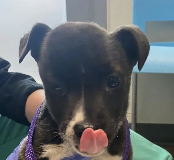 An adult medium-sized female Pit Bull Terrier dog named Captain for adoption in Oceanside, CA