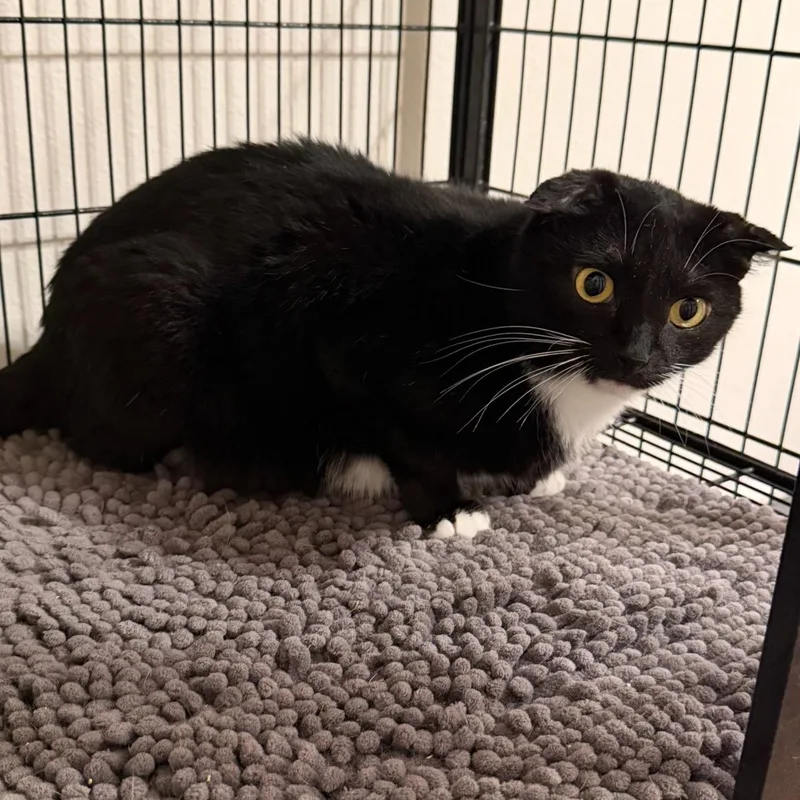An adult medium-sized male Black & White / Tuxedo Domestic Short Hair cat named Davey for adoption in Houston, TX