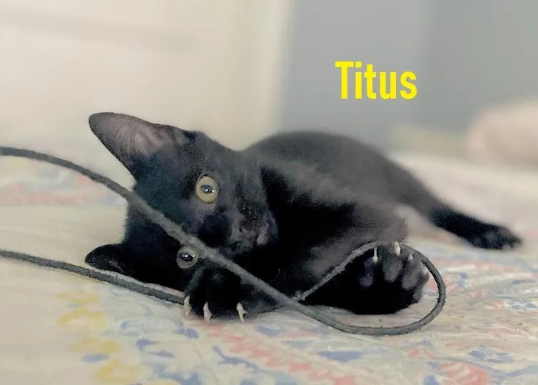 Tate  Titus  thumbnail 4