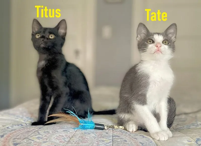 Tate  Titus  thumbnail 5