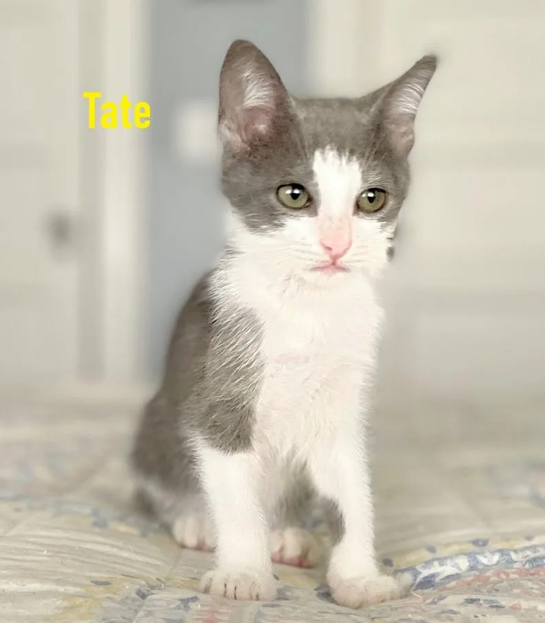 Tate  Titus  thumbnail 6