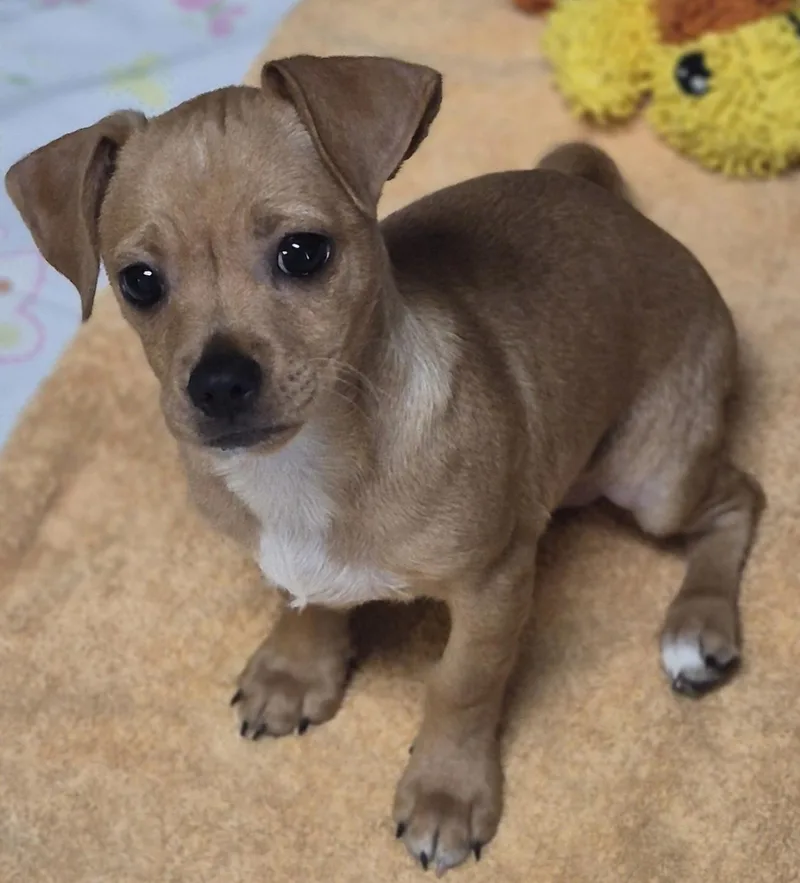 A baby small-sized male Jack Russell Terrier dog named Hansel for adoption in Los Angeles, CA
