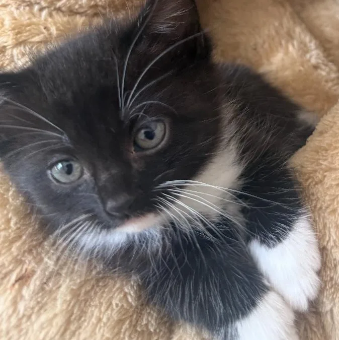 A baby small-sized male Domestic Medium Hair cat named Pepper for adoption in College Grove, TN