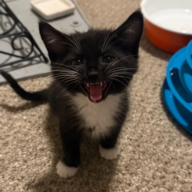Pepper thumbnail 2