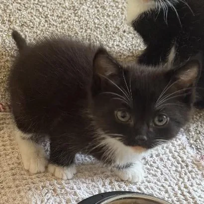 Pepper thumbnail 3