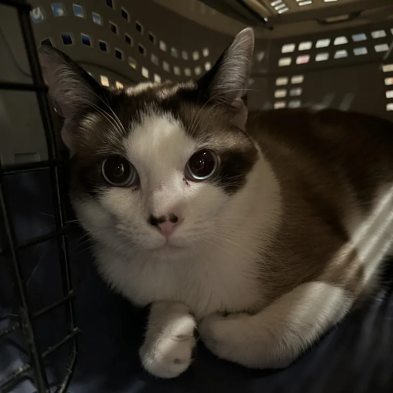 An adult small-sized male Brown / Chocolate Siamese cat named Siku for adoption in Austin, TX