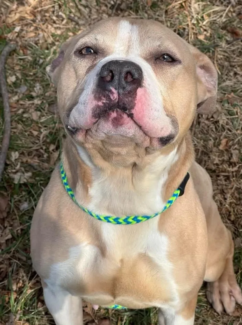 An adult medium-sized female Terrier dog named Brada for adoption in St. Louis, MO