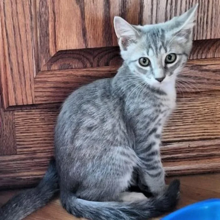 Sandradelta thumbnail 3