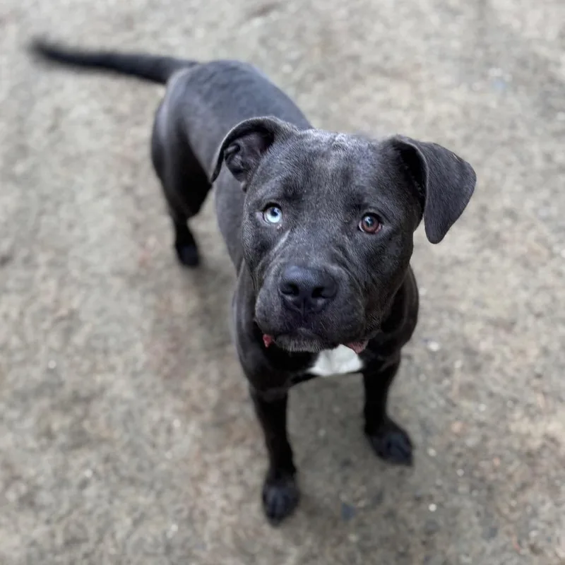 An adult medium-sized male Gray / Blue / Silver Mixed Breed dog named Atlas for adoption in Vassalboro, ME